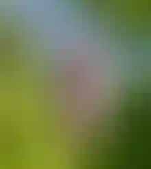 6,8 млн м&sup2;